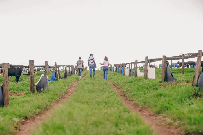 Fileiras de bezerreiros individuais no pasto, com a equipe entre elas