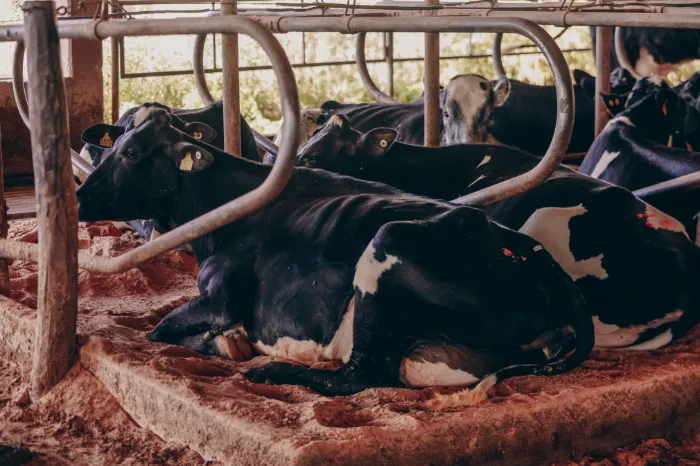 Fila de vacas descansando nas camas de areia do free stall