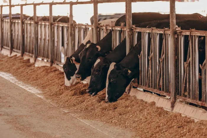 Vacas alinhadas no cocho do galpão