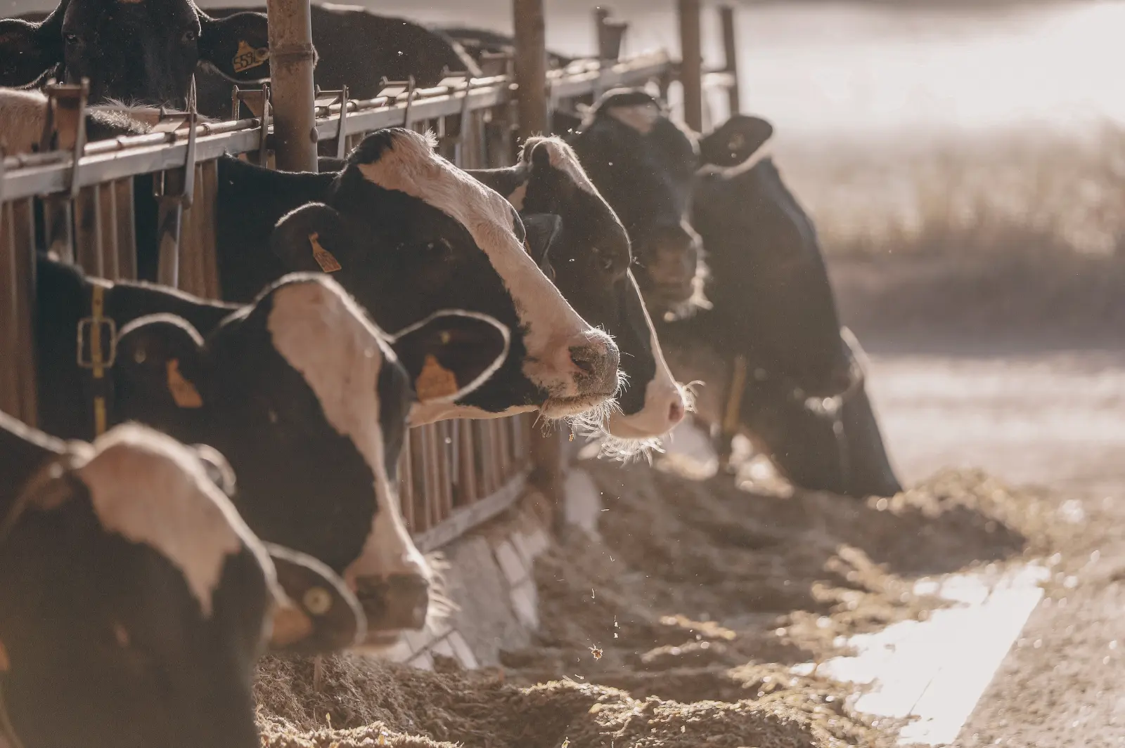Silhuetas das vacas comendo no cocho, com a poeira dourada na contraluz