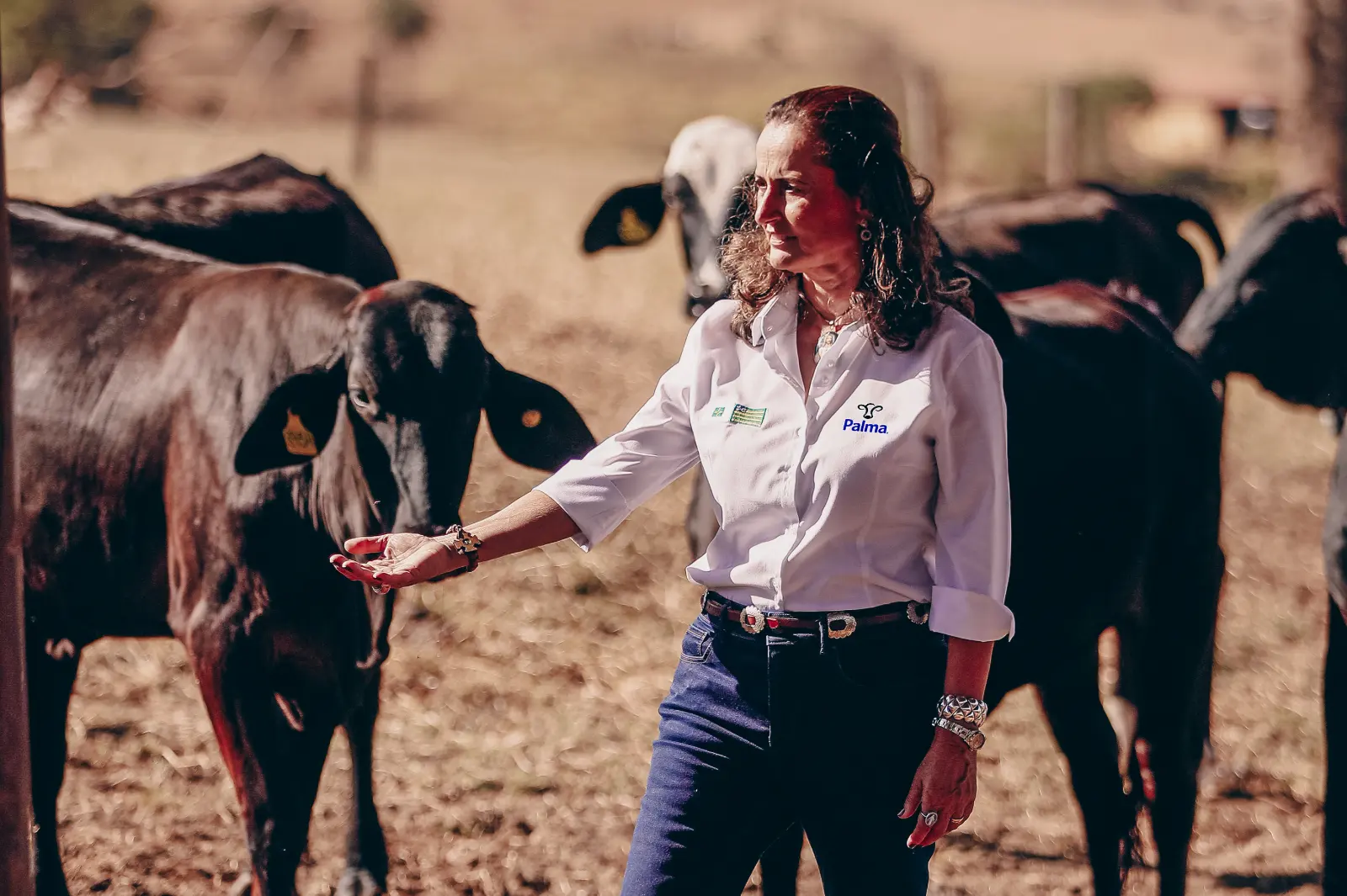 Mulher de camisa branca da Palma estendendo a mão para uma vaca, no curral