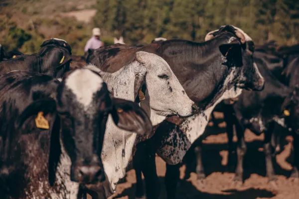 Duas vacas Girolando de cara pintada, lado a lado