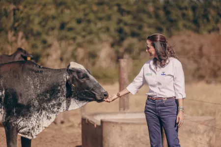 A novilha estica o focinho até quase tocar a mão