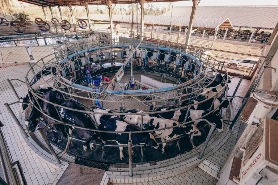 Sala de ordenha rotativa vista de cima, com as vacas em círculo
