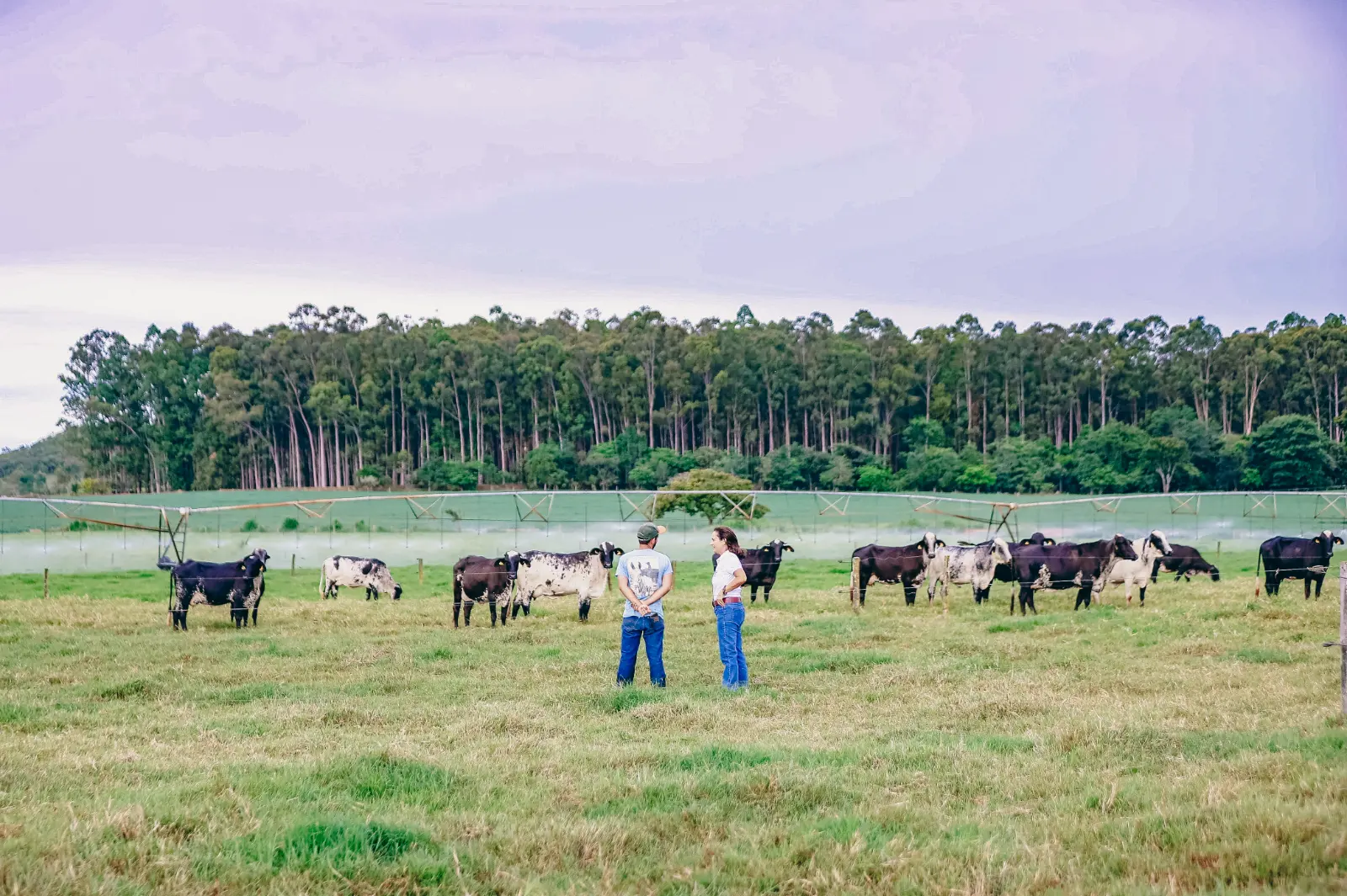 Rebanho preto e branco espalhado no pasto verde, diante do eucaliptal