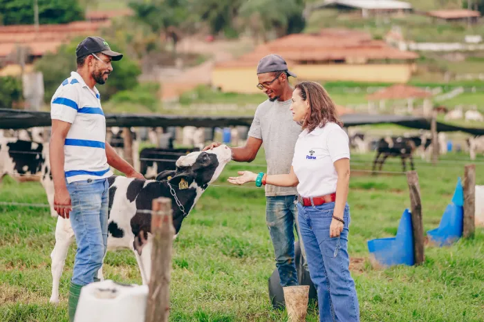Equipe tratando os bezerros nos abrigos individuais, com os baldes