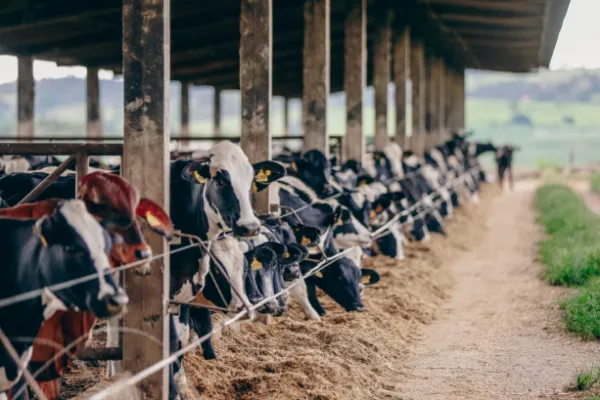 Vacas alinhadas no cocho do galpão, contra a luz